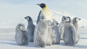 winter-snow-penguin-wallpaper-1